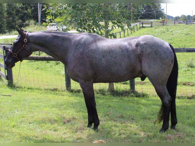 American Quarter Horse Gelding 15 years 16 hh Roan-Blue in Borden IN