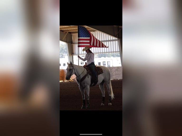 American Quarter Horse Gelding 15 years 17 hh Gray in Baldwyn, MS