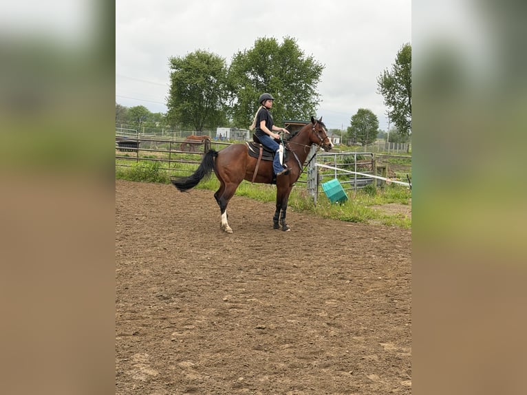 American Quarter Horse Mix Gelding 15 years Bay in Vienna