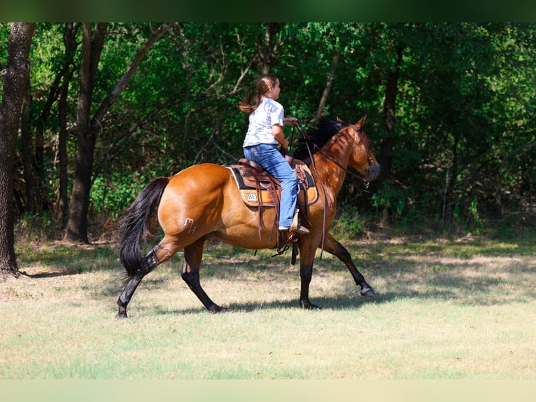 American Quarter Horse Gelding 15 years Bay in Terrell