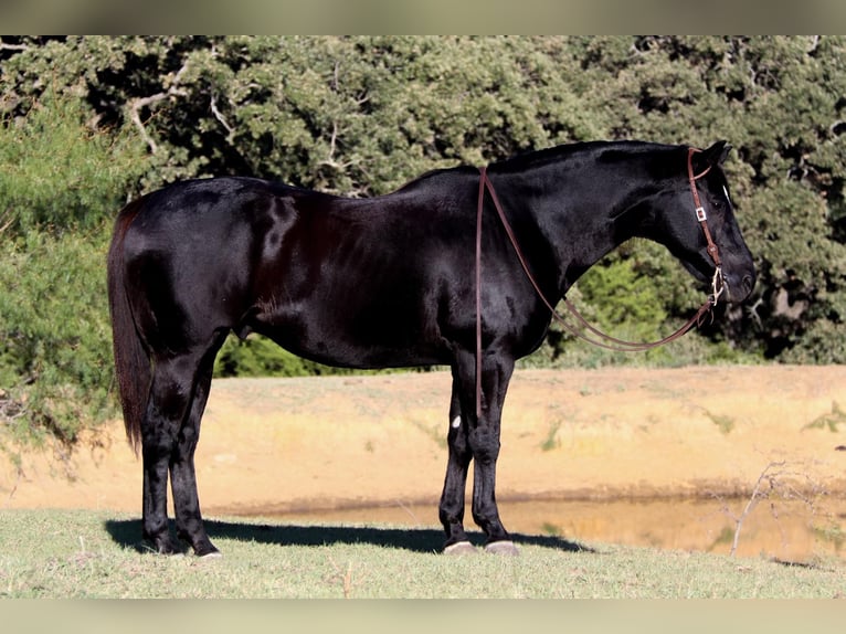 American Quarter Horse Gelding 15 years Black in Clebourne TX