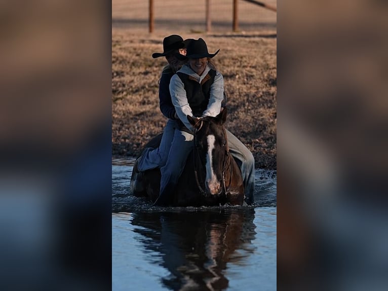 American Quarter Horse Mix Gelding 15 years Black in Weatherford, TX