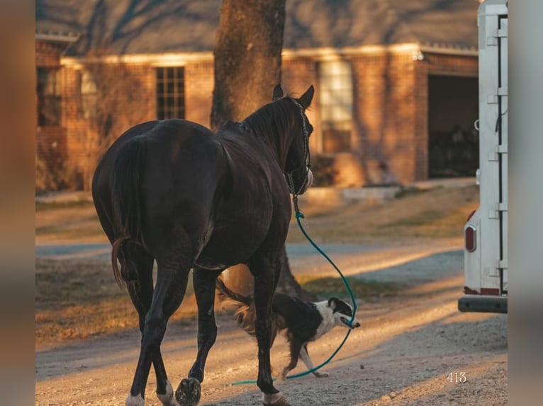 American Quarter Horse Mix Gelding 15 years Black in Weatherford, TX