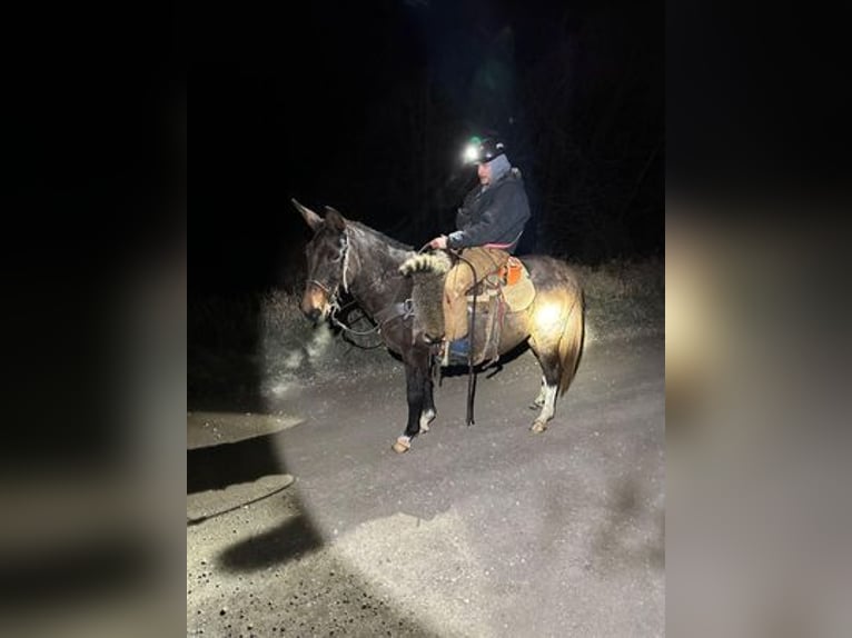 American Quarter Horse Gelding 15 years Black in Vna Horne, IA