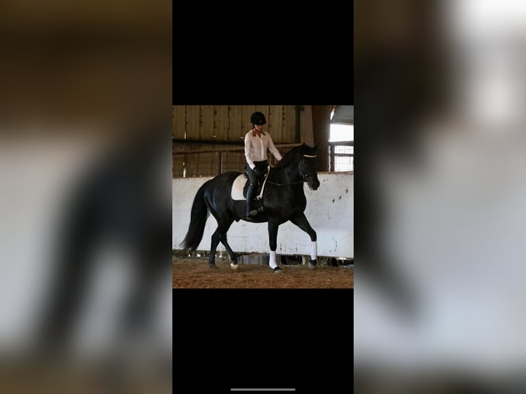 American Quarter Horse Gelding 15 years Black in Athens KY