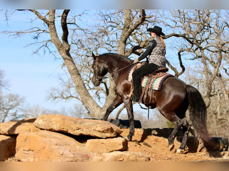 American Quarter Horse Gelding 15 years Black in Athens KY