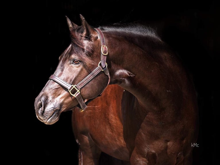 American Quarter Horse Gelding 15 years Black in Athens KY