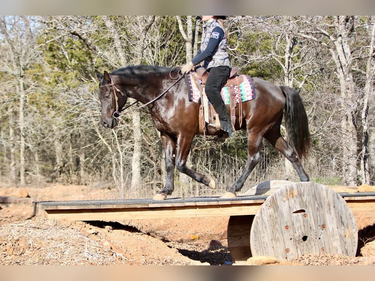 American Quarter Horse Gelding 15 years Black in Athens KY