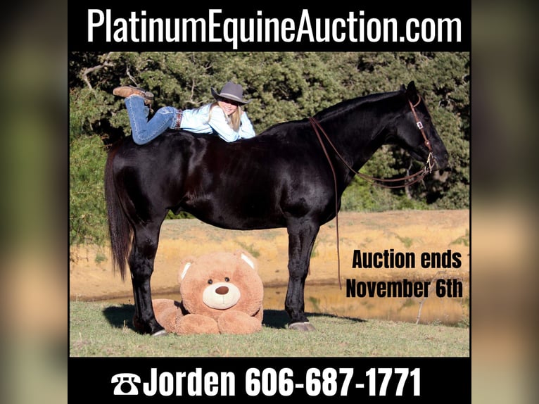 American Quarter Horse Gelding 15 years Black in Clebourne TX