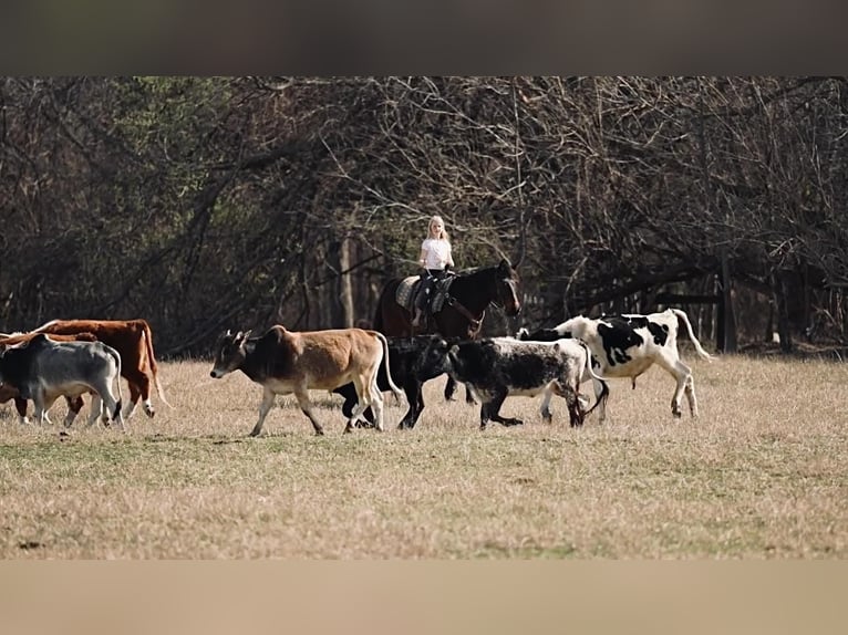 American Quarter Horse Gelding 15 years Brown in Weatherford, TX
