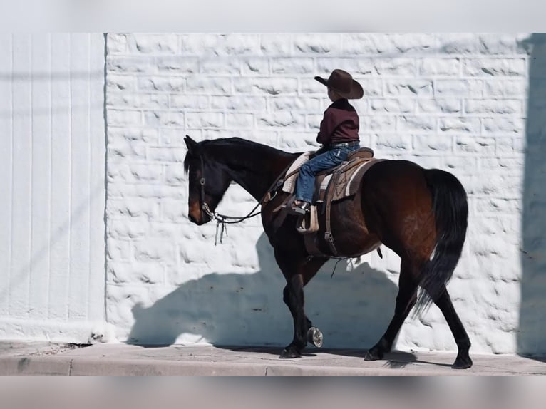 American Quarter Horse Gelding 15 years Brown in Weatherford, TX
