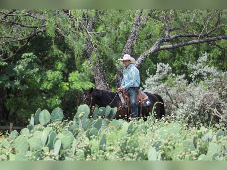 American Quarter Horse Gelding 15 years Brown in Stephenville