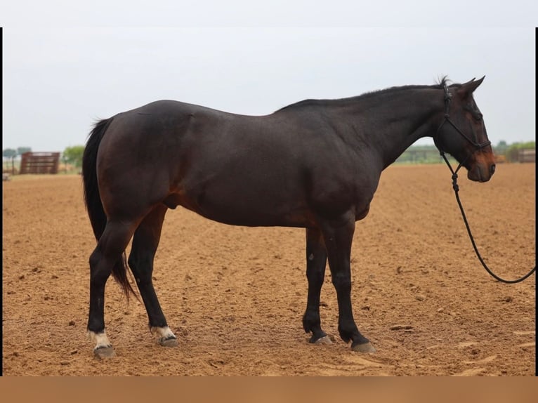 American Quarter Horse Gelding 15 years Brown in Stephenville