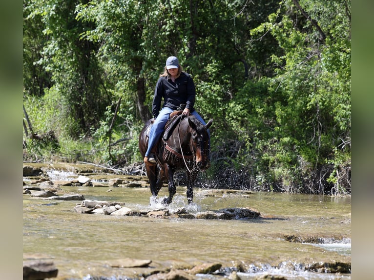 American Quarter Horse Gelding 15 years Brown in Stephenville