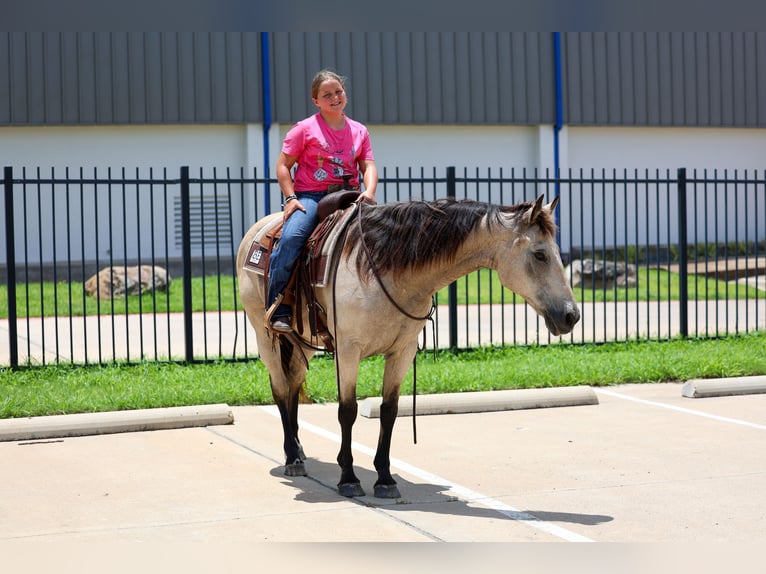 American Quarter Horse Gelding 15 years Buckskin in Forney