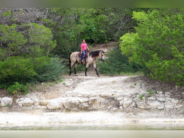 American Quarter Horse Gelding 15 years Buckskin in Forney