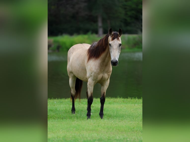 American Quarter Horse Gelding 15 years Buckskin in Forney