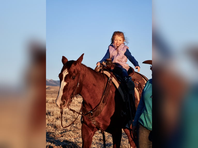 American Quarter Horse Gelding 15 years Chestnut in Lovell