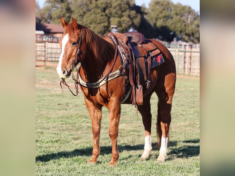 American Quarter Horse Gelding 15 years Chestnut in Lipan TX