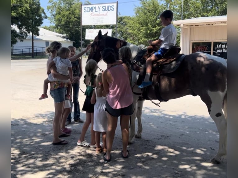 American Quarter Horse Gelding 15 years Chestnut in Lipan TX