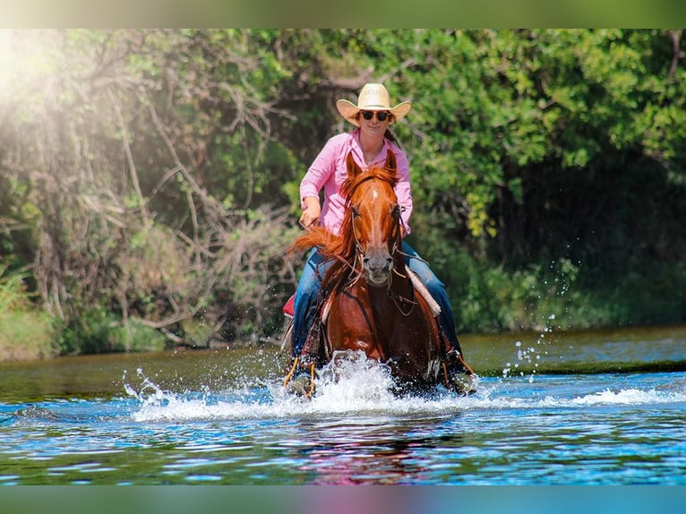 American Quarter Horse Gelding 15 years Chestnut in stephenville TX