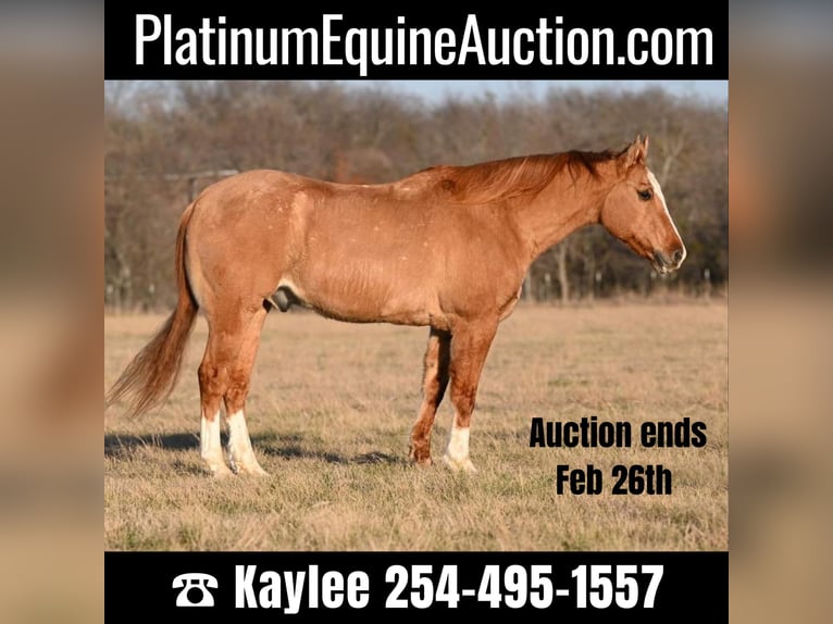 American Quarter Horse Gelding 15 years Dun in Waco TX