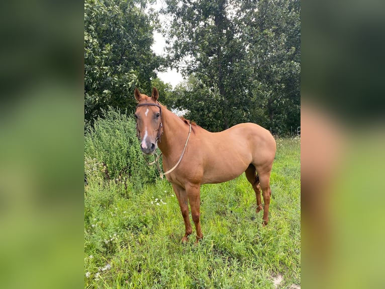 American Quarter Horse Gelding 15 years Dun in TOMAH, WI