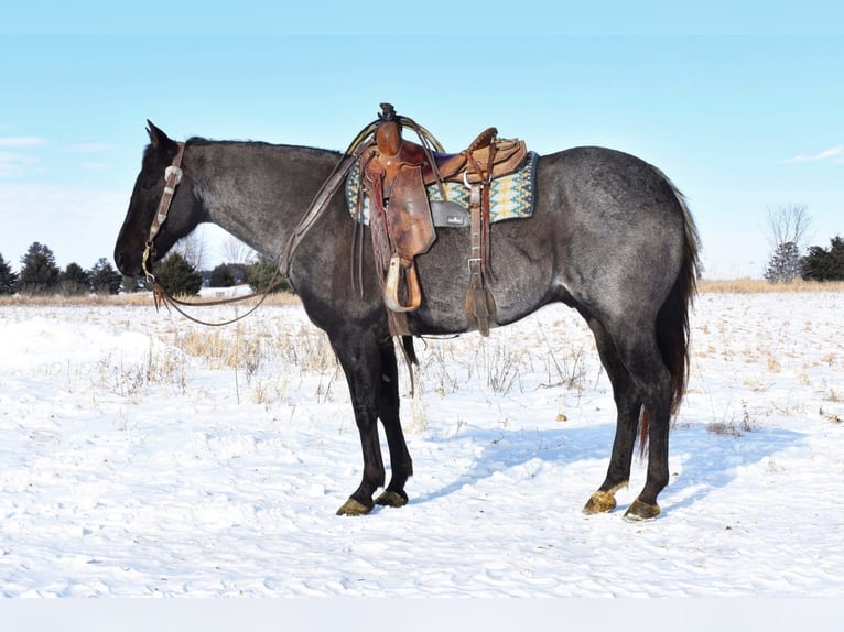 American Quarter Horse Gelding 15 years Gray-Blue-Tan in Baldwin, WI