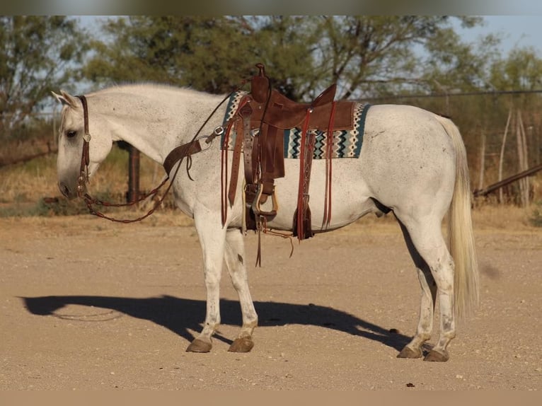 American Quarter Horse Gelding 15 years Gray in Eastland, TX