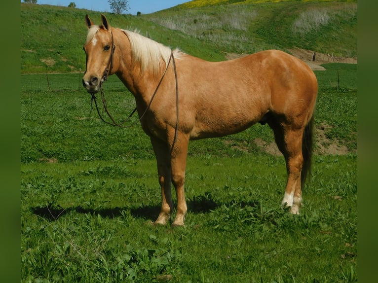 American Quarter Horse Gelding 15 years Palomino in Paicines CA