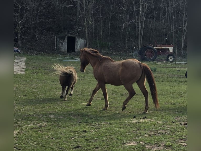 American Quarter Horse Gelding 15 years Red Dun in Ponce De Leon