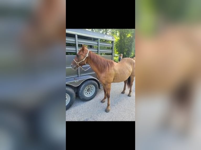 American Quarter Horse Gelding 15 years Red Dun in Ponce De Leon