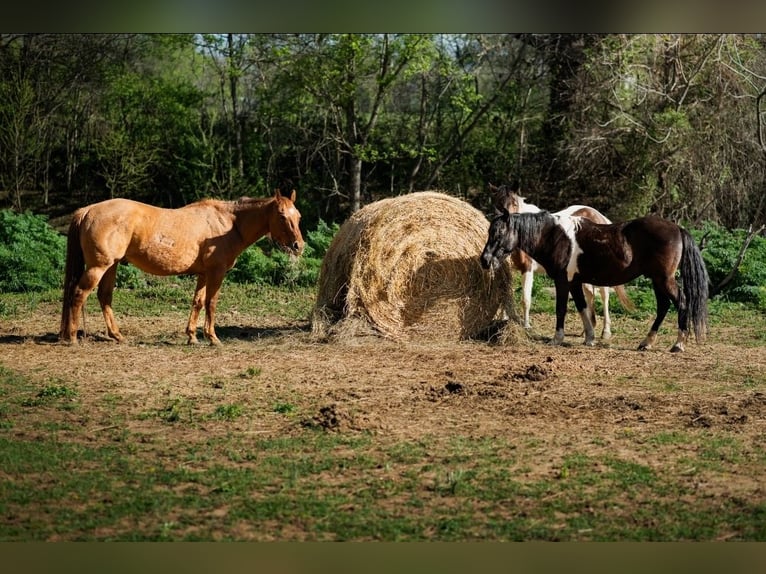 American Quarter Horse Gelding 15 years Red Dun in Ponce De Leon