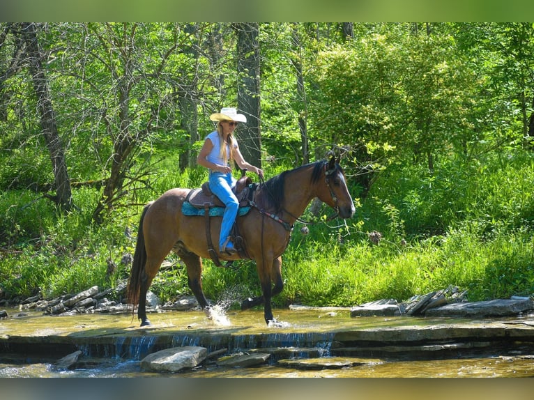 American Quarter Horse Gelding 15 years Roan-Bay in Hillsboro KY