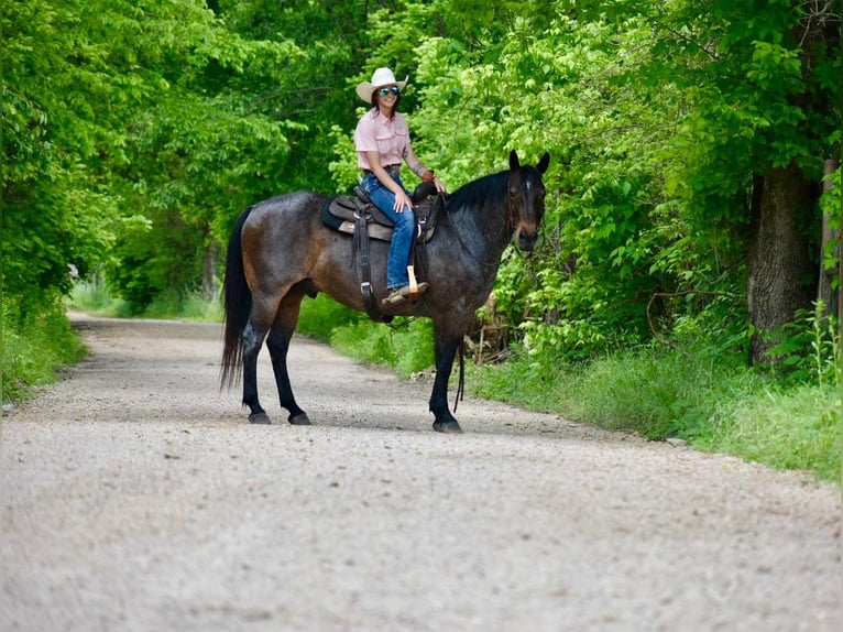 American Quarter Horse Gelding 15 years Roan-Bay in Sweet Springs MO