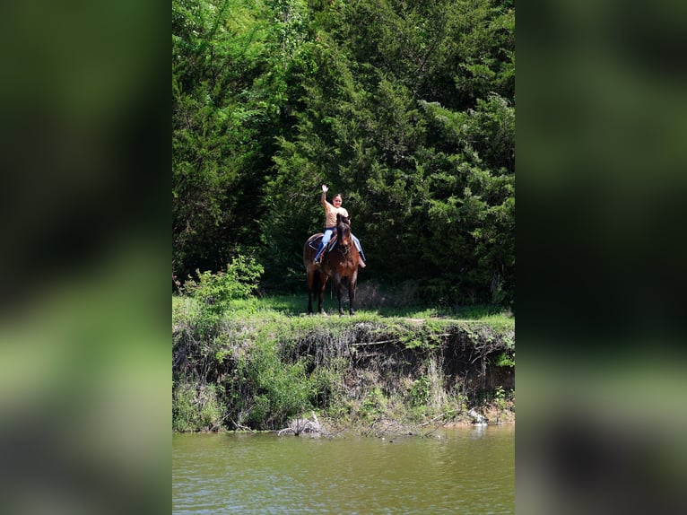 American Quarter Horse Gelding 15 years Roan-Bay in Forney
