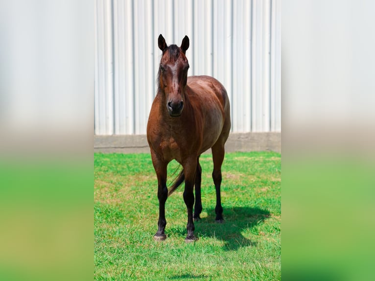 American Quarter Horse Gelding 15 years Roan-Bay in Forney