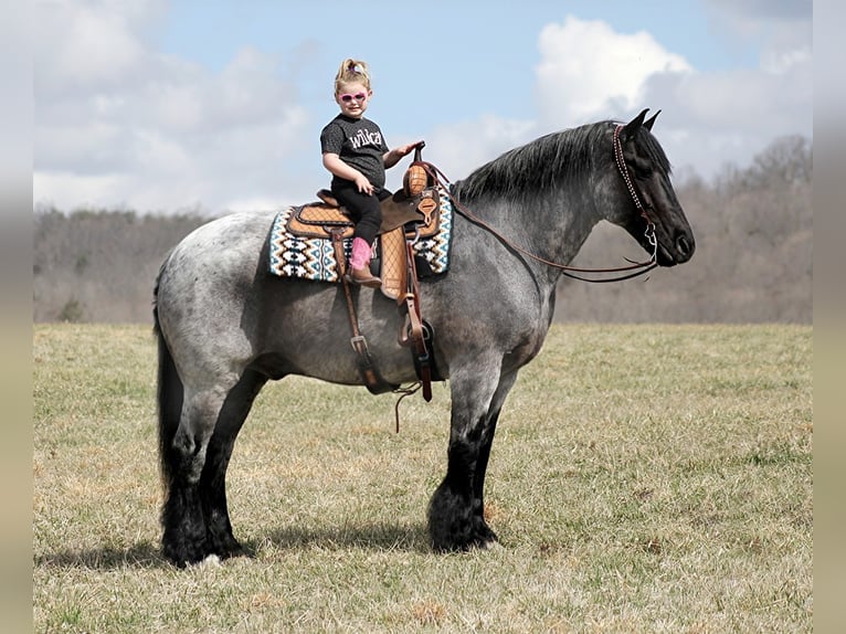 American Quarter Horse Gelding 15 years Roan-Blue in Brodhead Ky