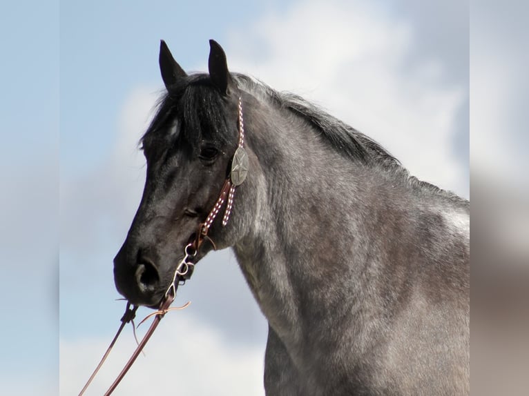 American Quarter Horse Gelding 15 years Roan-Blue in Brodhead Ky