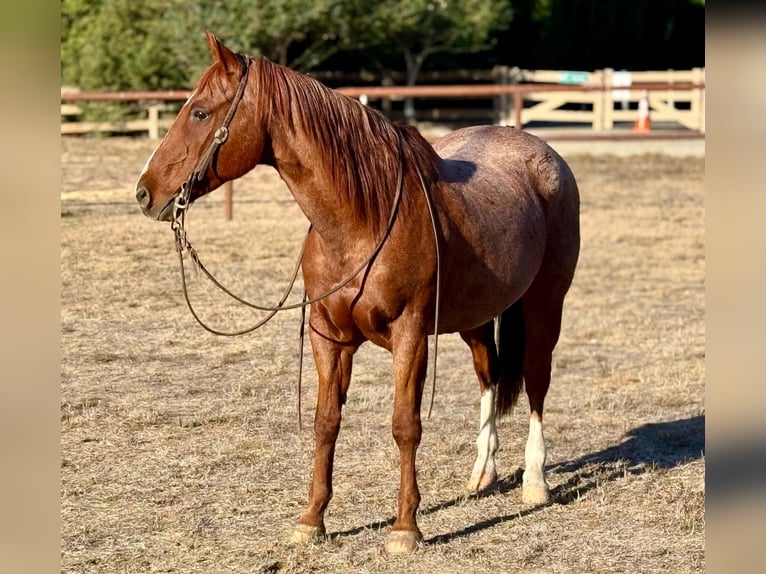 American Quarter Horse Gelding 15 years Roan-Red in King City