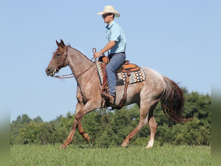 American Quarter Horse Gelding 15 years Roan-Red in Mount Vernon Ky