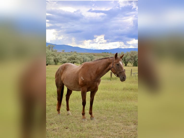 American Quarter Horse Gelding 15 years Roan-Red in Stephenville TX