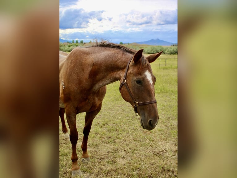 American Quarter Horse Gelding 15 years Roan-Red in Stephenville TX