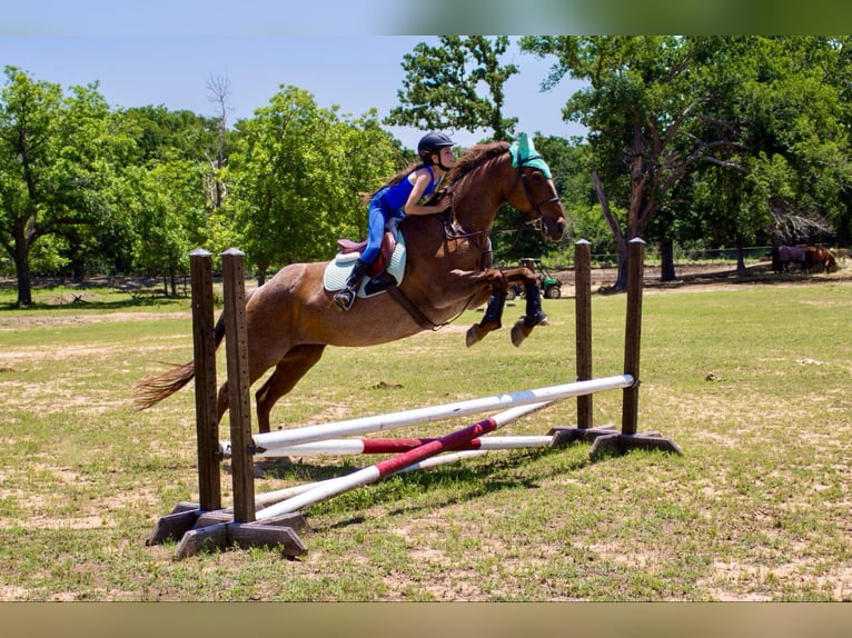 American Quarter Horse Gelding 15 years Roan-Red in Stephenville TX