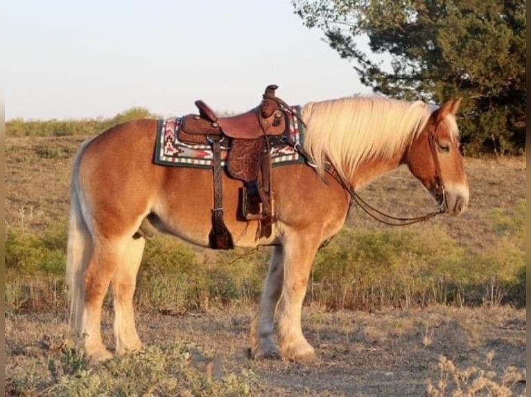 American Quarter Horse Gelding 15 years Sorrel in Borden IN