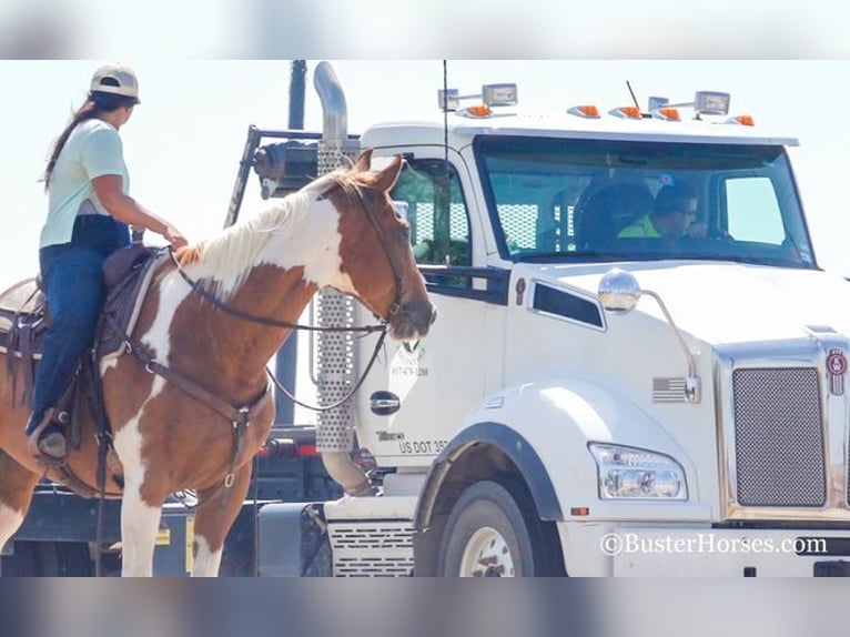 American Quarter Horse Gelding 15 years Sorrel in Weatherford, TX