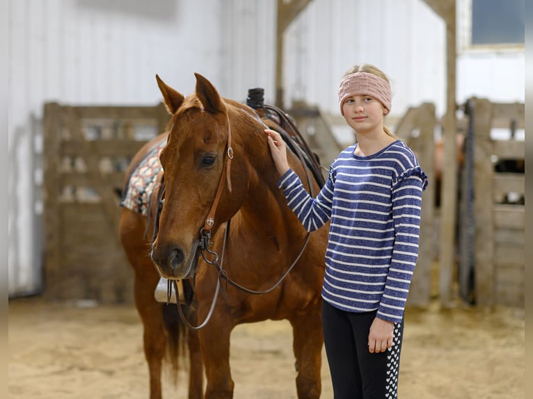 American Quarter Horse Gelding 15 years Sorrel in Cannon Falls