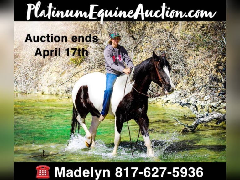 American Quarter Horse Gelding 15 years Tobiano-all-colors in Bluff Dale, TX