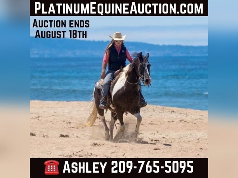 American Quarter Horse Gelding 15 years Tobiano-all-colors in Lodi CA
