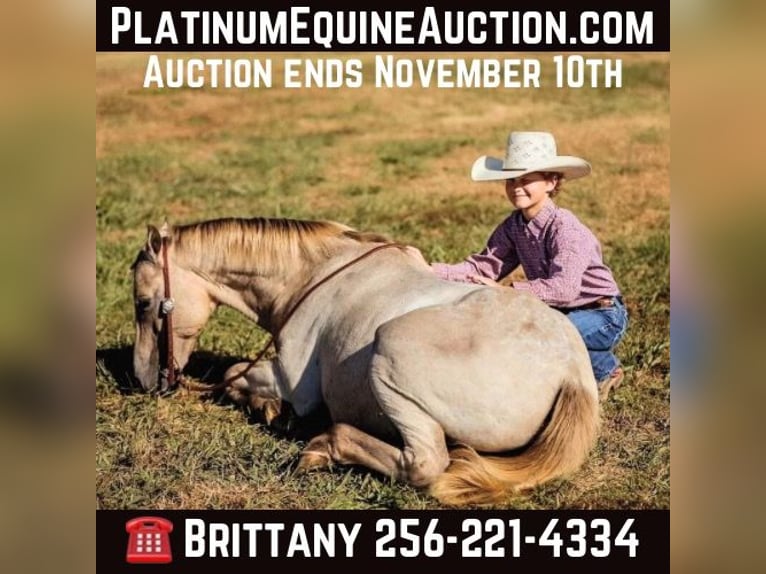 American Quarter Horse Gelding 16 years 12,1 hh Champagne in Mt Hope Al